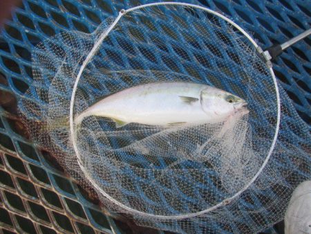 オリジナルメーカー海づり公園(市原市海づり…