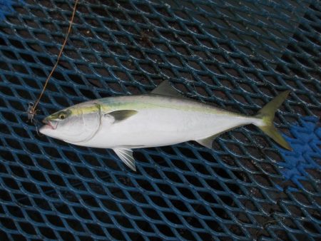 オリジナルメーカー海づり公園(市原市海づり…