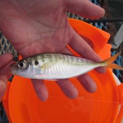 オリジナルメーカー海づり公園(市原市海づり施設) 釣果