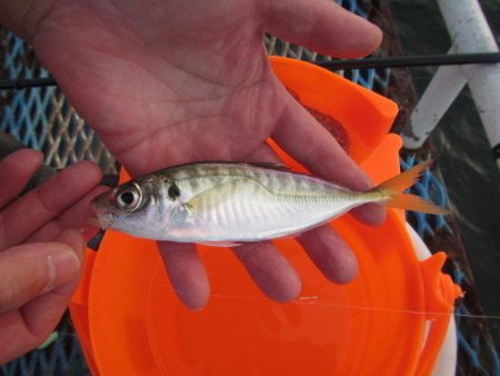 オリジナルメーカー海づり公園(市原市海づり施設) 釣果