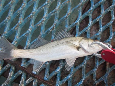 オリジナルメーカー海づり公園(市原市海づり施設) 釣果