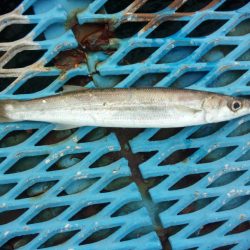 オリジナルメーカー海づり公園(市原市海づり施設) 釣果