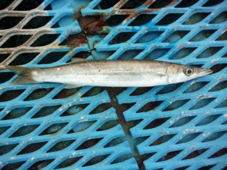 オリジナルメーカー海づり公園(市原市海づり施設) 釣果