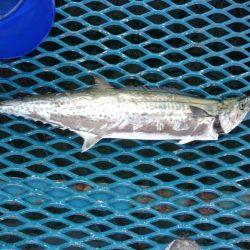 オリジナルメーカー海づり公園(市原市海づり施設) 釣果