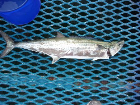 オリジナルメーカー海づり公園(市原市海づり施設) 釣果