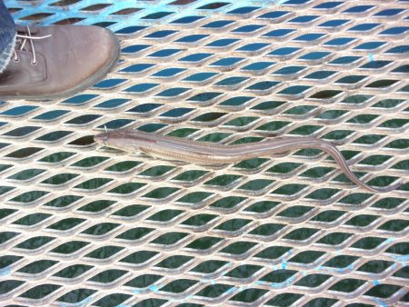 オリジナルメーカー海づり公園(市原市海づり施設) 釣果