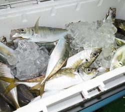恵陽丸 釣果