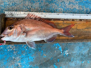 幸吉丸 釣果