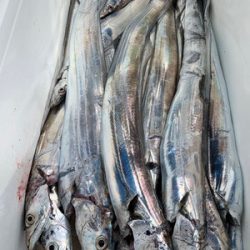 さんさん丸 釣果