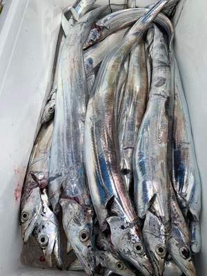 さんさん丸 釣果