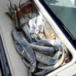 遊漁船 セトマリン 釣果