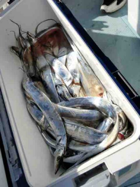 遊漁船 セトマリン 釣果