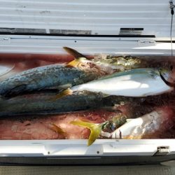 遊漁船 ニライカナイ 釣果