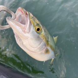 シーマジカル 釣果