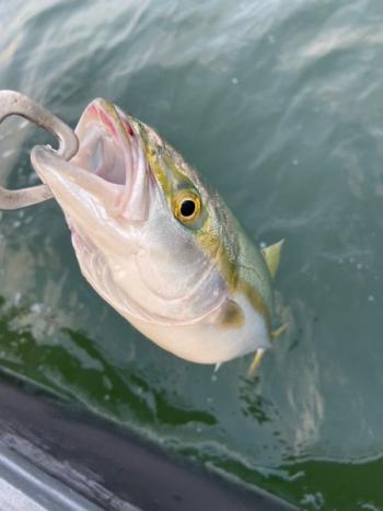 シーマジカル 釣果