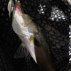 シーマジカル 釣果