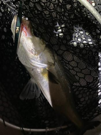 シーマジカル 釣果