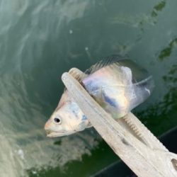 シーマジカル 釣果