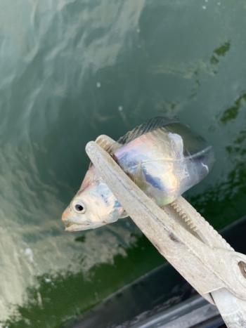 シーマジカル 釣果