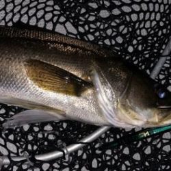 シーマジカル 釣果