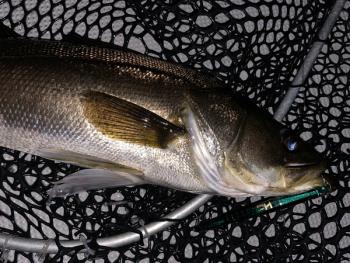 シーマジカル 釣果