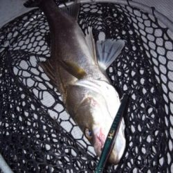 シーマジカル 釣果