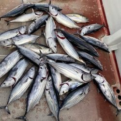 へいみつ丸 釣果