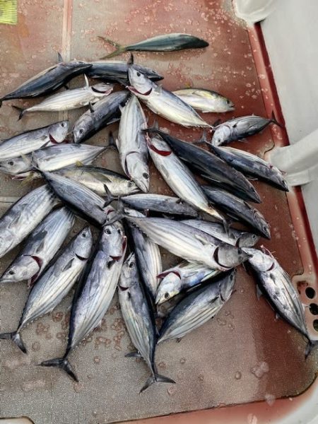 へいみつ丸 釣果