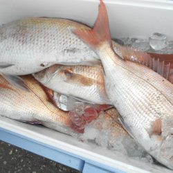 こうゆう丸 釣果