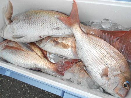 こうゆう丸 釣果