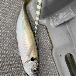 へいみつ丸 釣果