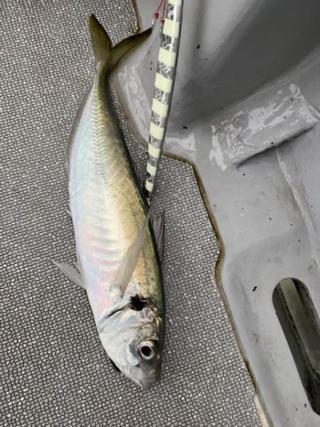 へいみつ丸 釣果