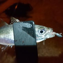 今夜はアジング！！