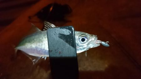 今夜はアジング！！