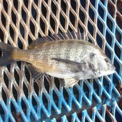 オリジナルメーカー海づり公園(市原市海づり施設) 釣果