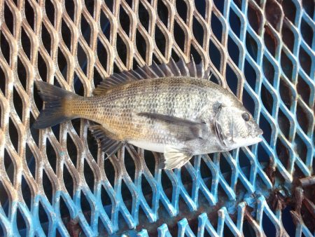 オリジナルメーカー海づり公園(市原市海づり…