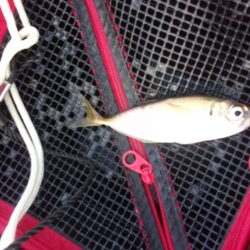 オリジナルメーカー海づり公園(市原市海づり施設) 釣果