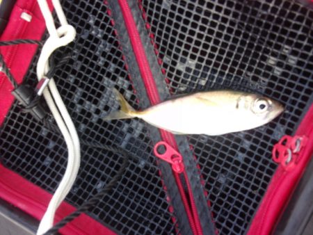 オリジナルメーカー海づり公園(市原市海づり施設) 釣果