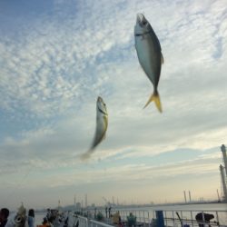 オリジナルメーカー海づり公園(市原市海づり施設) 釣果