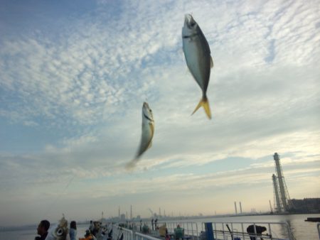 オリジナルメーカー海づり公園(市原市海づり施設) 釣果