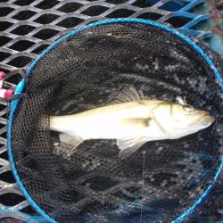 オリジナルメーカー海づり公園(市原市海づり施設) 釣果