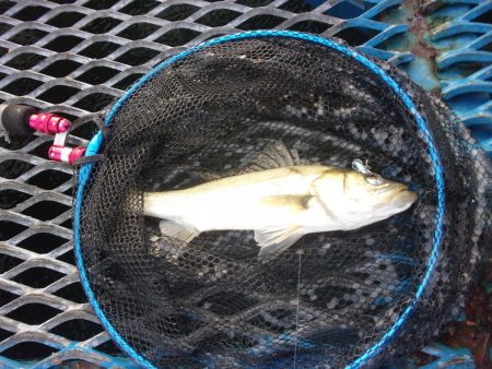 オリジナルメーカー海づり公園(市原市海づり…