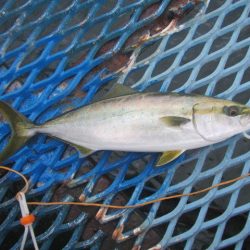 オリジナルメーカー海づり公園(市原市海づり施設) 釣果