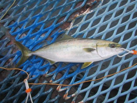 オリジナルメーカー海づり公園(市原市海づり…