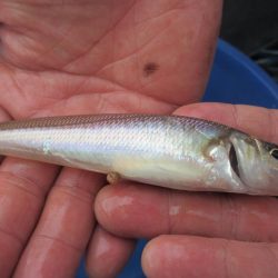 オリジナルメーカー海づり公園(市原市海づり施設) 釣果