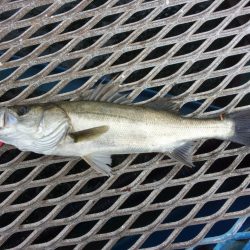 オリジナルメーカー海づり公園(市原市海づり施設) 釣果