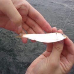 オリジナルメーカー海づり公園(市原市海づり施設) 釣果