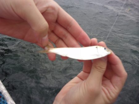 オリジナルメーカー海づり公園(市原市海づり施設) 釣果