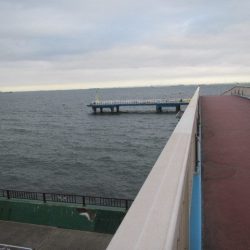 オリジナルメーカー海づり公園(市原市海づり施設) 釣果