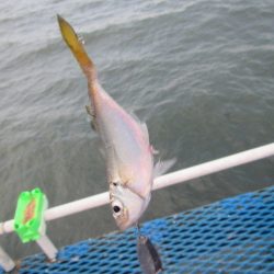 オリジナルメーカー海づり公園(市原市海づり施設) 釣果